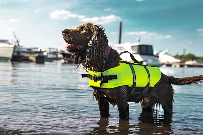 Giubbotto di salvataggio per cani Nobby Elen - neon giallo