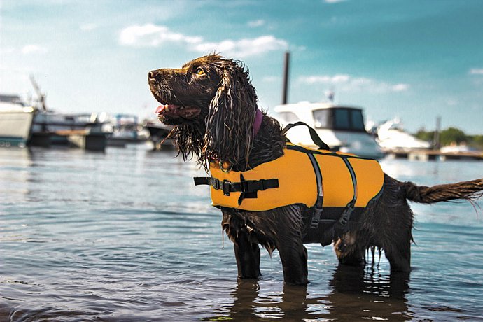 Giubbotto di salvataggio per cani Nobby Elen - neon arancione