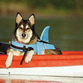 Giubbotto di salvataggio per cani Nobby Elen - neon azzurro SQUALLO