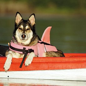 Giubbotto di salvataggio per cani Nobby Elen - neon rosa SQUALLO